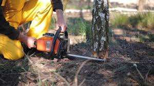 Lawn Renovation and Restoration in Corona, CA