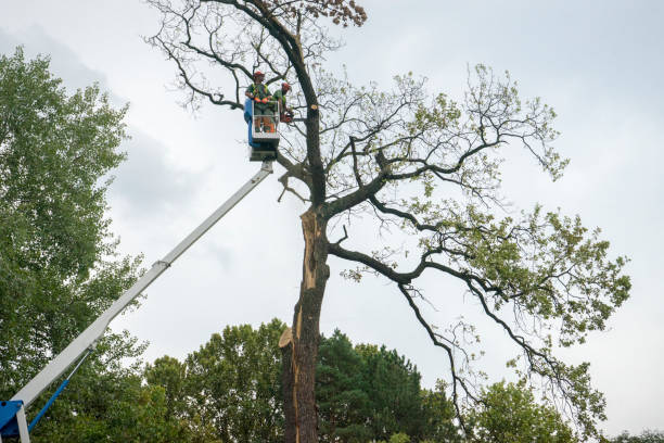 Corona, CA Tree Care Company
