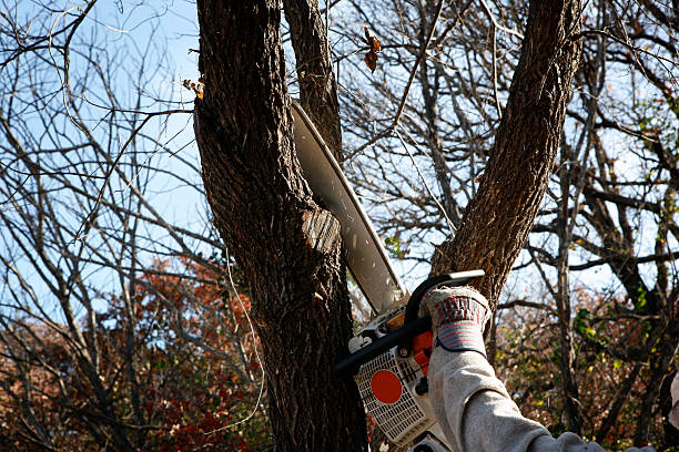 Corona, CA Tree Care Company