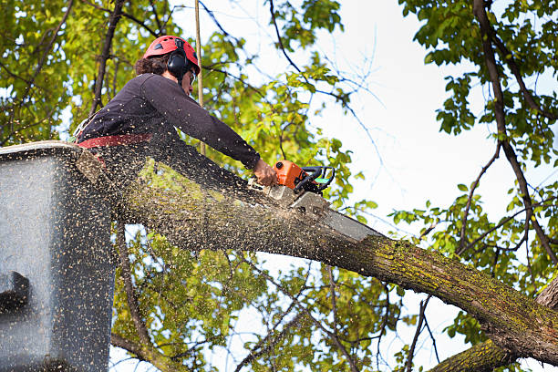 How Our Tree Care Process Works  in  Corona, CA