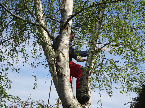 How Our Tree Care Process Works  in  Corona, CA