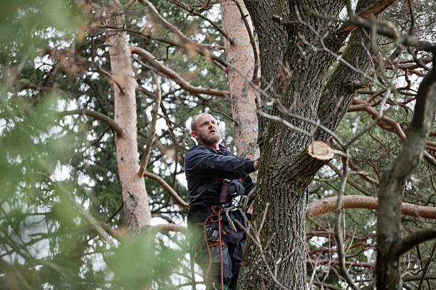 Best Tree Trimming and Pruning  in Corona, CA