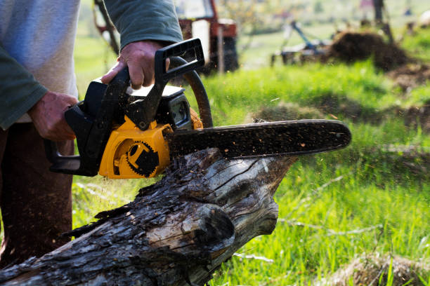 Best Emergency Tree Removal  in Corona, CA